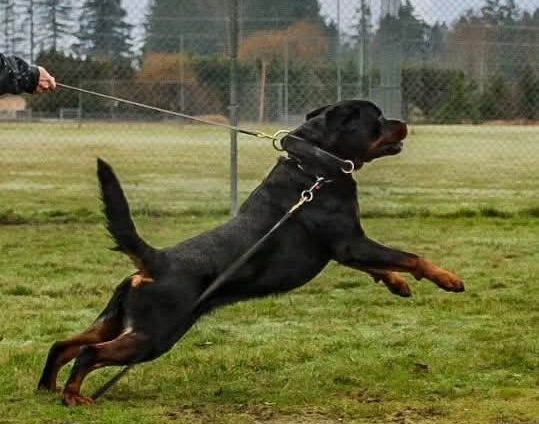Debeau Working Rottweilers